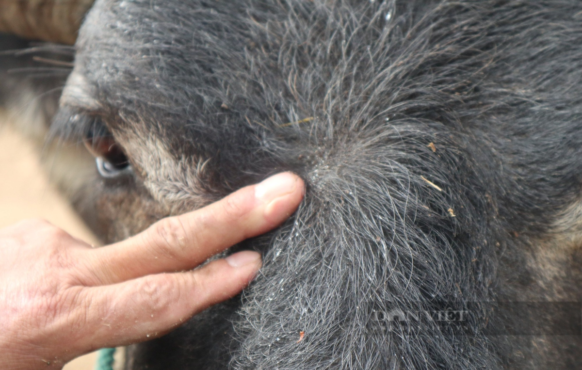 Nông dân Nghệ An nuôi những con trâu dũng mãnh giá 100 triệu - Hình 3 Nong dan Nghe An nuoi nhung con trau dung manh gia 100 trieu-Hinh-3