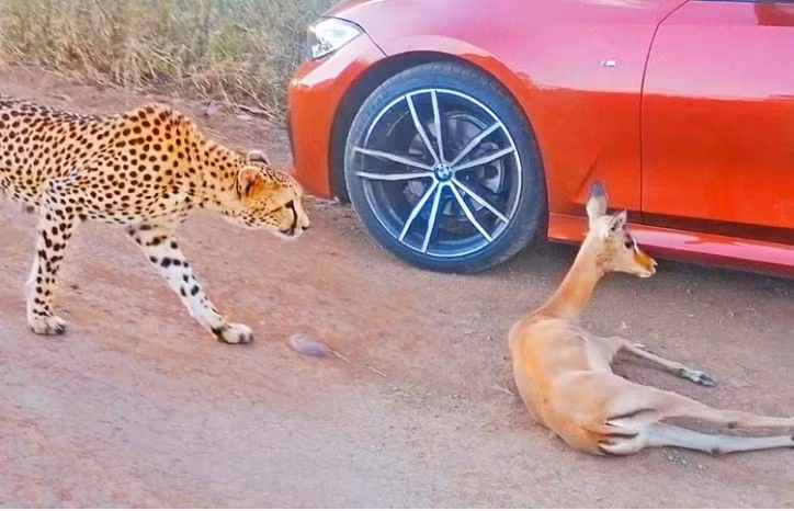 Bao tha chu linh duong guc nga canh doan xe cua khach du lich