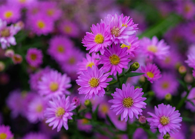 Người sinh vào 5 ngày Âm lịch này, sức khỏe dồi dào, xòe tay đón lộc - Hình 2 Nguoi sinh vao 5 ngay Am lich nay, suc khoe doi dao, xoe tay don loc-Hinh-2