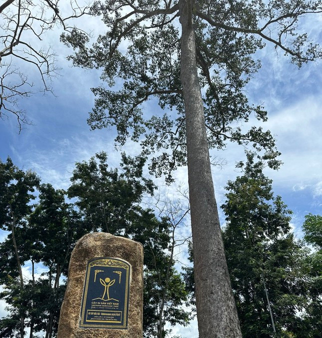 Khanh Hoa: Cay di san hang tram tuoi bat ngo bi chet-Hinh-2