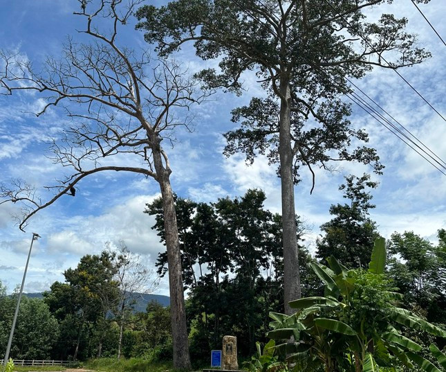 Khanh Hoa: Cay di san hang tram tuoi bat ngo bi chet