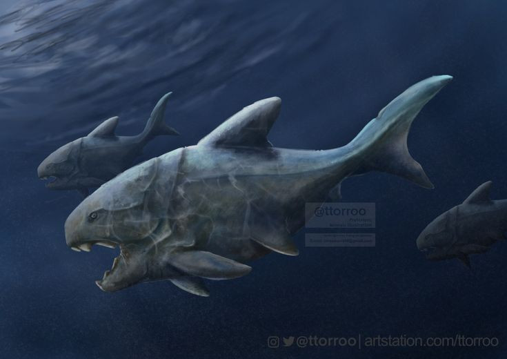  7. Nó có tốc độ tấn công nhanh đáng kinh ngạc. Dunkleosteus có khả năng mở miệng trong vòng 1/50 giây, tạo ra lực hút mạnh để nuốt chửng con mồi trước khi nạn nhân kịp phản ứng. Đây là một đặc điểm hiếm có trong thế giới cá giáp xác. Ảnh: Pinterest.