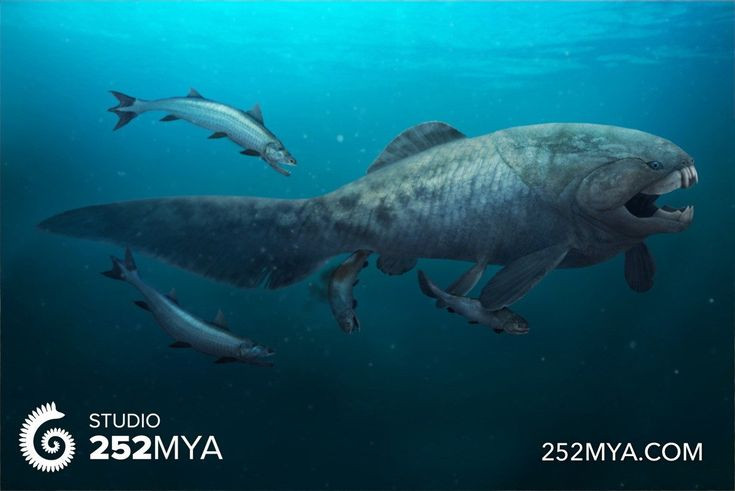  8. Nó là một trong những kẻ săn mồi đáng sợ nhất thời tiền sử. Với kích thước khổng lồ, lực cắn mạnh mẽ và tốc độ tấn công nhanh, Dunkleosteus không có nhiều kẻ thù tự nhiên trong đại dương cổ đại, biến nó thành một trong những động vật săn mồi đáng sợ nhất thời kỳ Devon. Ảnh: Pinterest.