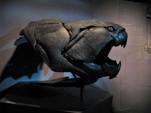  5. Phần lớn cơ thể của nó không hóa thạch. Chỉ phần đầu và lớp giáp xương của Dunkleosteus được tìm thấy trong hóa thạch, trong khi phần còn lại của cơ thể có thể là mô mềm và không được bảo tồn theo thời gian. Điều này khiến các nhà khoa học phải dựa vào những loài cá giáp xác khác để tái dựng hình dạng cơ thể của nó. Ảnh: Pinterest.