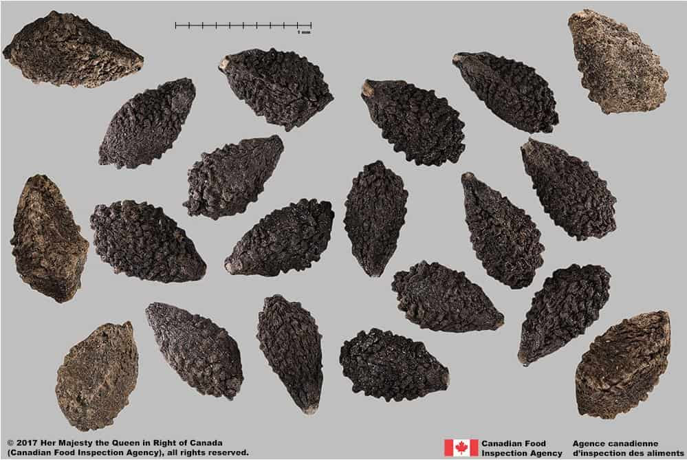  6. Hạt của nó có thể được sử dụng làm thực phẩm. Ở một số nền văn hóa, hạt của cây sừng dê được thu hoạch và sử dụng làm thực phẩm nhờ hàm lượng dinh dưỡng cao. Ảnh: Pinterest.