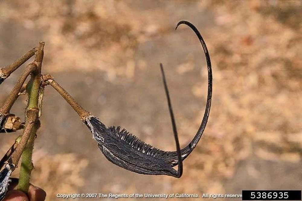  3. Loài cây này có cơ chế phát tán hạt độc đáo. Nhờ hình dạng đặc biệt, quả của cây sừng dê có thể bám vào động vật, con người hoặc phương tiện di chuyển, giúp nó phát tán hạt đến nhiều khu vực mới. Ảnh: Go Botany - Native Plant Trust.