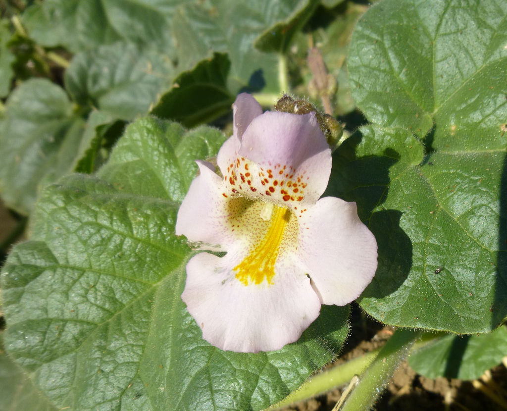 4. Nó có hoa đẹp và thu hút côn trùng. Hoa của cây sừng dê có màu tím hoặc hồng nhạt, tỏa hương thơm nhẹ để thu hút ong và các loài thụ phấn khác. Ảnh: calflora.org.
