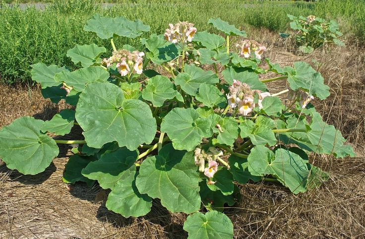  5. Cây sừng dê có thể phát triển mạnh ở vùng đất khô cằn. Loài cây này có khả năng chịu hạn tốt, thường mọc ở những khu vực khô ráo như sa mạc và đồng cỏ. Ảnh: Pinterest.