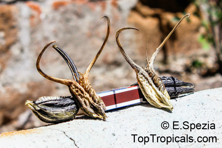  8. Quả của nó được dùng để làm thủ công mỹ nghệ. Ở một số nơi, vỏ quả khô của cây sừng dê được sử dụng để làm trang sức, đồ trang trí và các sản phẩm thủ công độc đáo nhờ hình dạng đặc biệt của chúng. Ảnh: toptropicals.com.