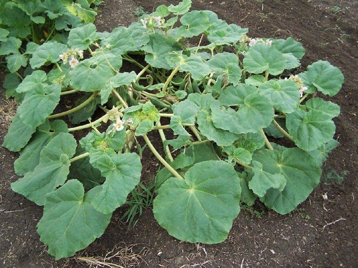  7. Một số bộ lạc bản địa sử dụng cây sừng dê làm thuốc. Người bản địa châu Mỹ đã sử dụng cây sừng dê trong y học dân gian để chữa lành vết thương và làm giảm viêm nhiễm. Ảnh: Pinterest.