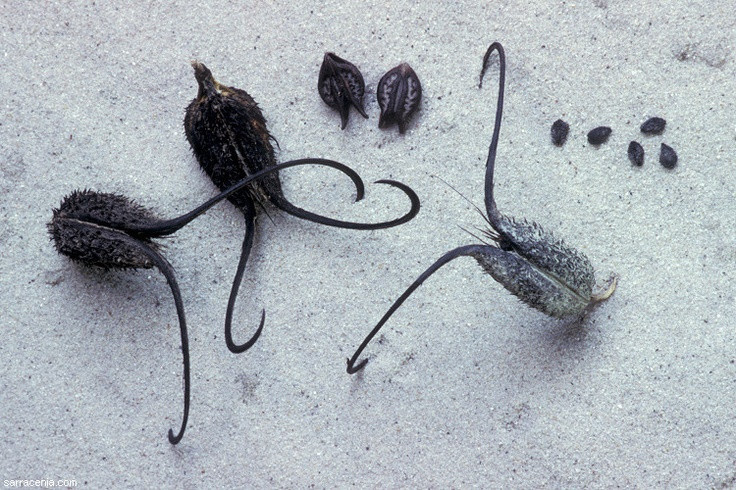  1. Cây sừng dê có quả mang hình dáng đặc biệt. Quả của cây sừng dê có hai sừng dài, khi chín sẽ tách ra như một cặp móng vuốt, giúp nó bám vào lông động vật hoặc vật thể khác để phát tán hạt. Ảnh: Pinterest.