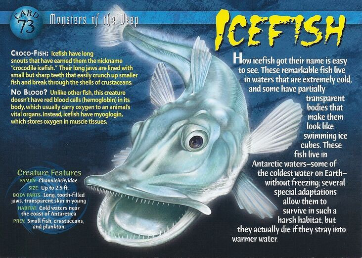  4. Tim đập chậm nhưng kích thước lớn. Tim của cá băng Nam Cực có kích thước lớn hơn so với các loài cá khác để bơm đủ oxy khuyếch tán trong máu, nhưng nhịp tim lại chậm hơn đáng kể để tiết kiệm năng lượng. Ảnh: Pinterest.