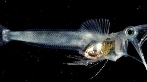  7. Một số loài có thể phát sáng. Một số loài cá băng Nam Cực sở hữu cơ quan phát quang sinh học, giúp chúng thu hút con mồi hoặc giao tiếp với đồng loại trong bóng tối dưới đáy biển sâu. Ảnh: eldestapeweb.com.