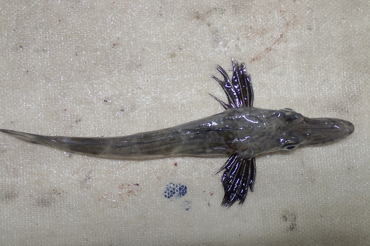  2. Có protein chống đông. Cơ thể cá băng Nam Cực sản xuất một loại protein đặc biệt có khả năng ngăn chặn sự hình thành tinh thể băng trong máu, giúp chúng không bị đóng băng ngay cả khi nhiệt độ nước xuống dưới 0°C. Ảnh: fishesofaustralia.net.au.