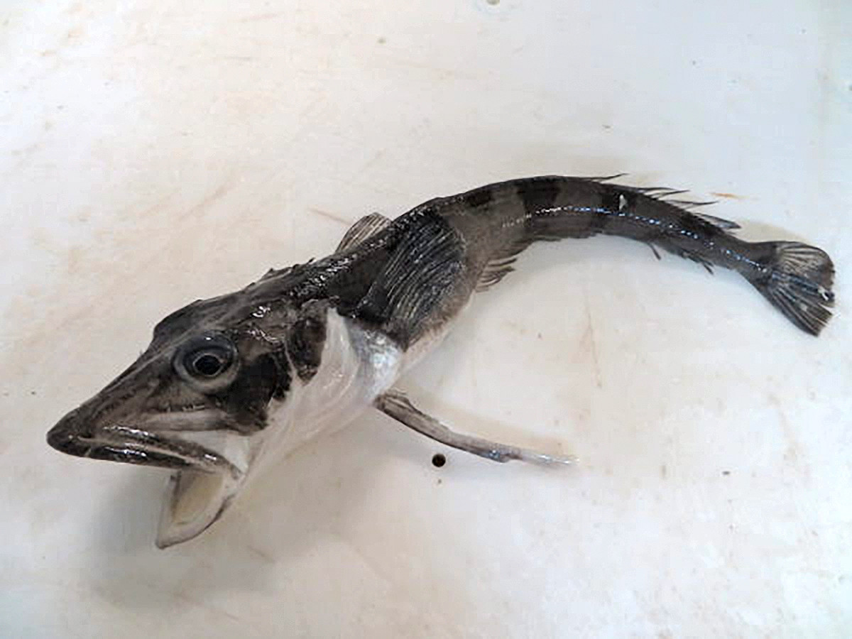  8. Đối mặt với nguy cơ tuyệt chủng. Biến đổi khí hậu đang làm thay đổi nhiệt độ đại dương, ảnh hưởng đến môi trường sống và nguồn thức ăn của cá băng Nam Cực, khiến chúng trở thành một trong những loài dễ bị tổn thương trước sự nóng lên toàn cầu. Ảnh: niwa.co.nz.