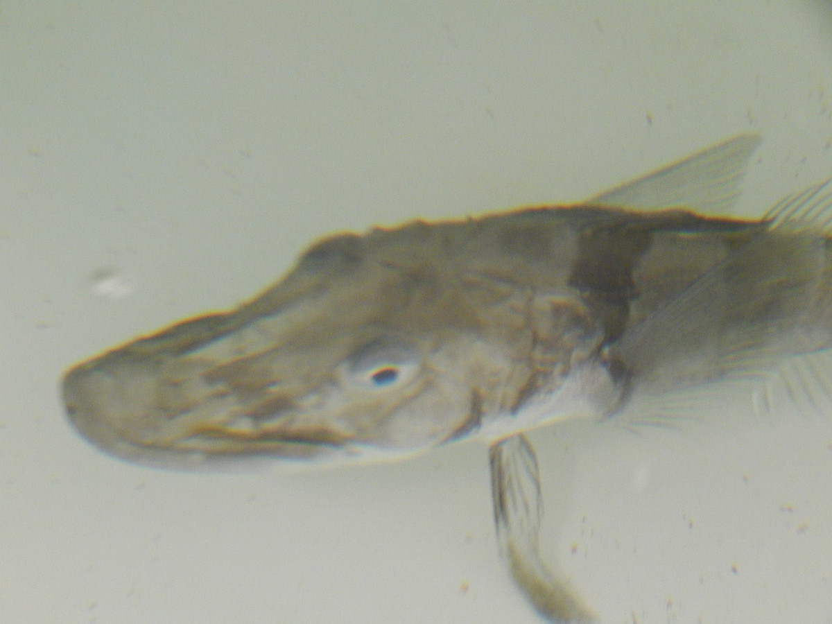  6. Chủ yếu ăn giáp xác nhỏ. Thức ăn của cá băng Nam Cực chủ yếu là các loài giáp xác nhỏ như nhuyễn thể và động vật phù du, giúp chúng duy trì năng lượng trong điều kiện khắc nghiệt. Ảnh: westarctica.wiki.