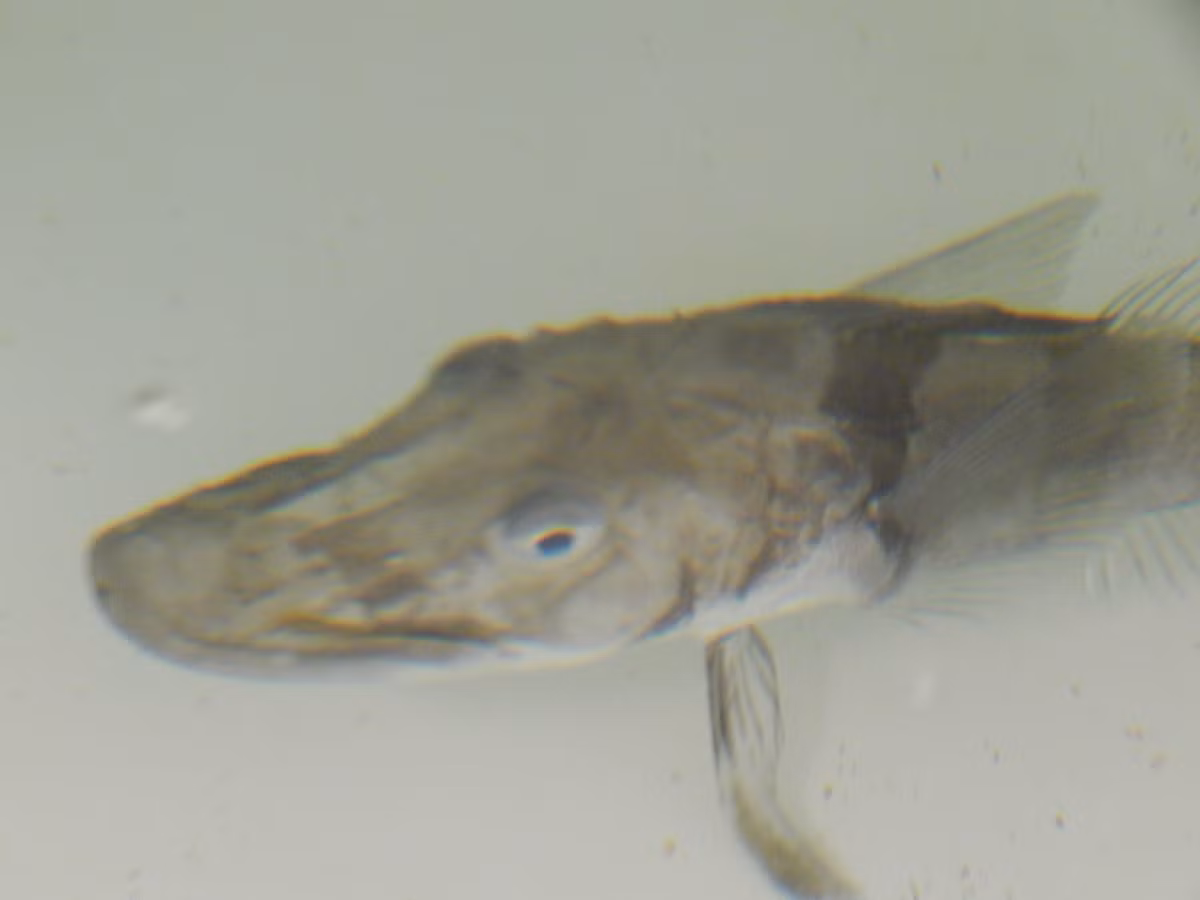  6. Chủ yếu ăn giáp xác nhỏ. Thức ăn của cá băng Nam Cực chủ yếu là các loài giáp xác nhỏ như nhuyễn thể và động vật phù du, giúp chúng duy trì năng lượng trong điều kiện khắc nghiệt. Ảnh: westarctica.wiki.