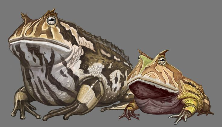  6. Có mối liên hệ với ếch sừng Nam Mỹ. Dù được phát hiện ở Madagascar, Beelzebufo có họ hàng gần với ếch sừng Nam Mỹ ngày nay, đặc biệt là loài ếch Pacman (Ceratophrys), cho thấy mối liên kết cổ xưa giữa hai khu vực. Ảnh: Pinterest.