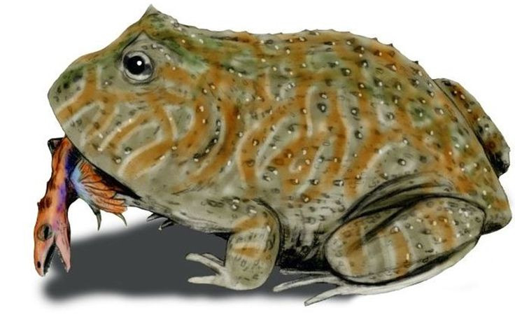  8. Có thể cung cấp manh mối về sự tiến hóa của ếch. Việc Beelzebufo có họ hàng với ếch sừng Nam Mỹ dù sống ở Madagascar giúp các nhà khoa học hiểu thêm về sự di chuyển và tiến hóa của các loài lưỡng cư trên Trái Đất trong hàng triệu năm qua. Ảnh: Pinterest.