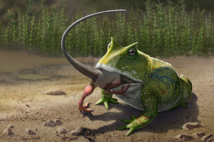  5. Có thể là một loài săn mồi hung dữ. Không giống như nhiều loài ếch ngày nay chỉ ăn côn trùng, Beelzebufo có thể đã săn bắt những con mồi lớn như thằn lằn, động vật có vú nhỏ và thậm chí là khủng long con. Ảnh: Pinterest.