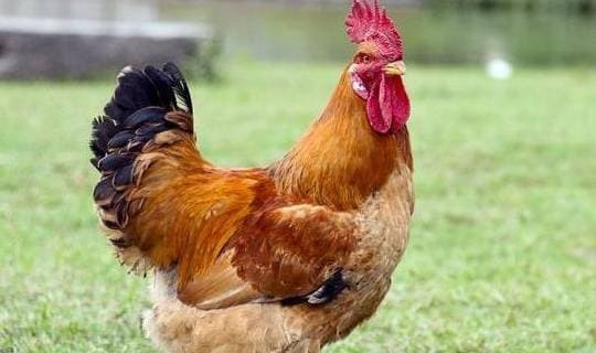  Đây là thời cơ cực tốt, con giáp này nên nắm bắt vì phải đến cuối năm họ mới lại gặp được những may mắn tương tự. (* Thông tin chỉ mang tính chất tham khảo, chiêm nghiệm).