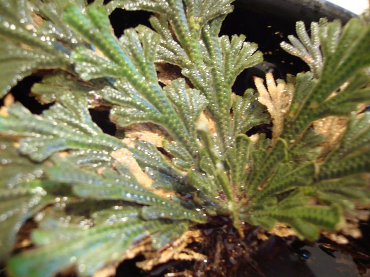  7. Từng được xem là biểu tượng tâm linh. Nhiều nền văn hóa bản địa châu Mỹ tin rằng cây phục sinh mang ý nghĩa tâm linh, biểu tượng cho sự hồi sinh, may mắn và sức mạnh vượt qua nghịch cảnh. Ảnh: Pinterest.