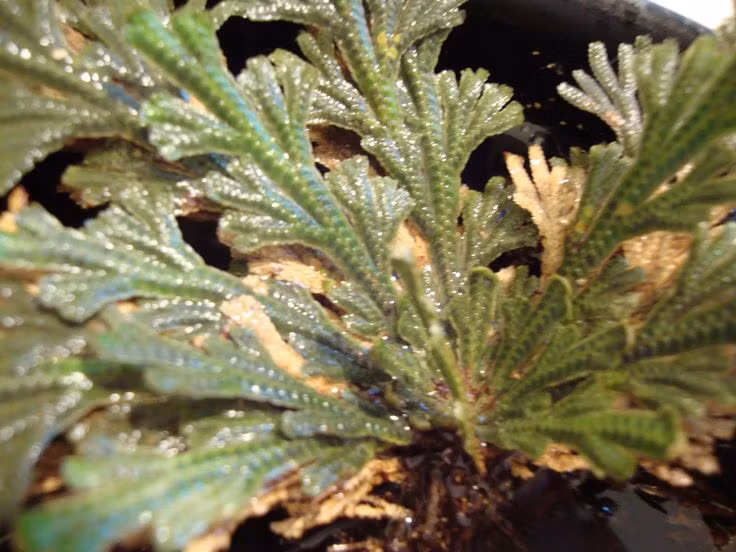  7. Từng được xem là biểu tượng tâm linh. Nhiều nền văn hóa bản địa châu Mỹ tin rằng cây phục sinh mang ý nghĩa tâm linh, biểu tượng cho sự hồi sinh, may mắn và sức mạnh vượt qua nghịch cảnh. Ảnh: Pinterest.