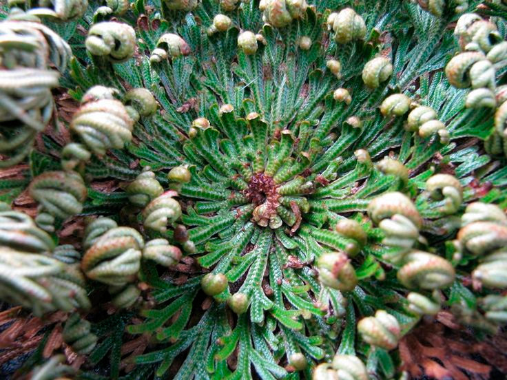  6. Không cần đất để phát triển. Cây phục sinh có thể phát triển ngay cả khi không có đất, chỉ cần có đủ nước để mở ra và thực hiện quá trình quang hợp. Điều này giúp nó trở thành một loài cây trang trí độc đáo. Ảnh: Pinterest.