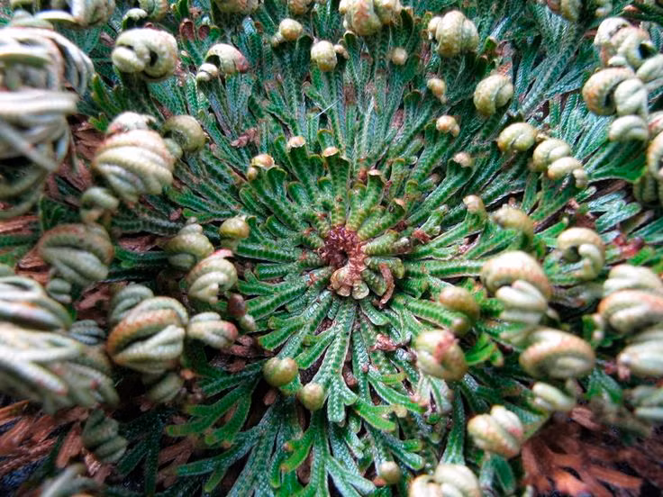  6. Không cần đất để phát triển. Cây phục sinh có thể phát triển ngay cả khi không có đất, chỉ cần có đủ nước để mở ra và thực hiện quá trình quang hợp. Điều này giúp nó trở thành một loài cây trang trí độc đáo. Ảnh: Pinterest.