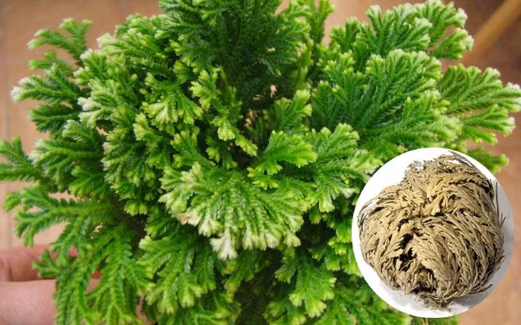  1. Có khả năng hồi sinh đáng kinh ngạc. Khi không có nước, cây phục sinh khô quắt lại và cuộn tròn như một quả cầu chết khô, nhưng khi được cung cấp nước, nó nhanh chóng xanh tươi trở lại trong vòng vài giờ. Ảnh: Pinterest.