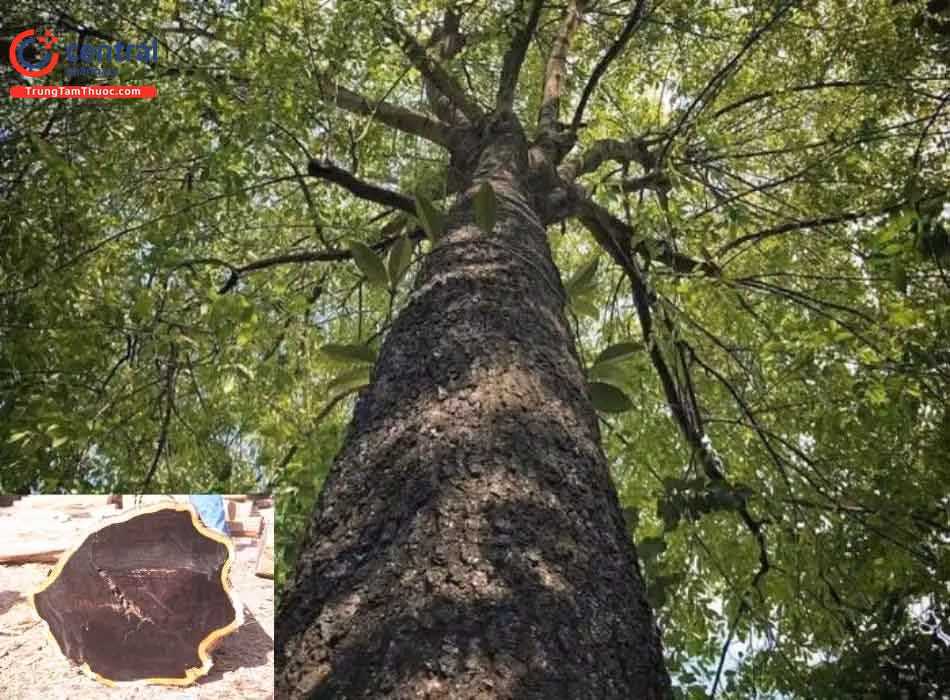 ** Mun (Diospyros mun). **Cây mun là loài gỗ quý, có màu đen đặc trưng và vân gỗ đẹp, thường được sử dụng trong chế tác đồ gỗ cao cấp. Mun phân bố chủ yếu ở các tỉnh miền Trung và Nam Việt Nam. Ảnh: trungtamthuoc.com.