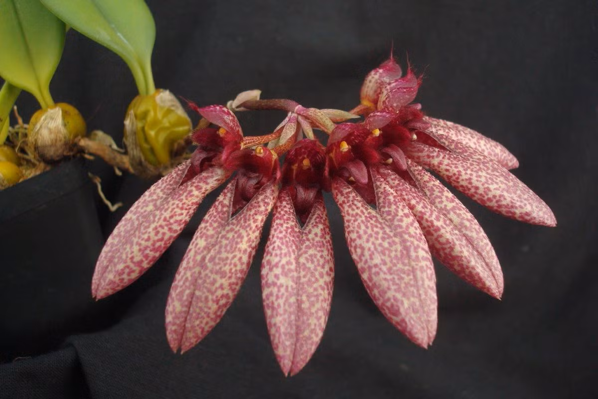  Lan lọng Đà Lạt (Bulbophyllum evrardii). Đặc hữu của vùng cao nguyên Đà Lạt, loài lan này có hoa màu trắng với hình dáng độc đáo giống như chiếc lọng. Lan lọng Đà Lạt thường được tìm thấy ở các khu vực có độ cao trên 1.500 mét. Ảnh: sloorchids.com.