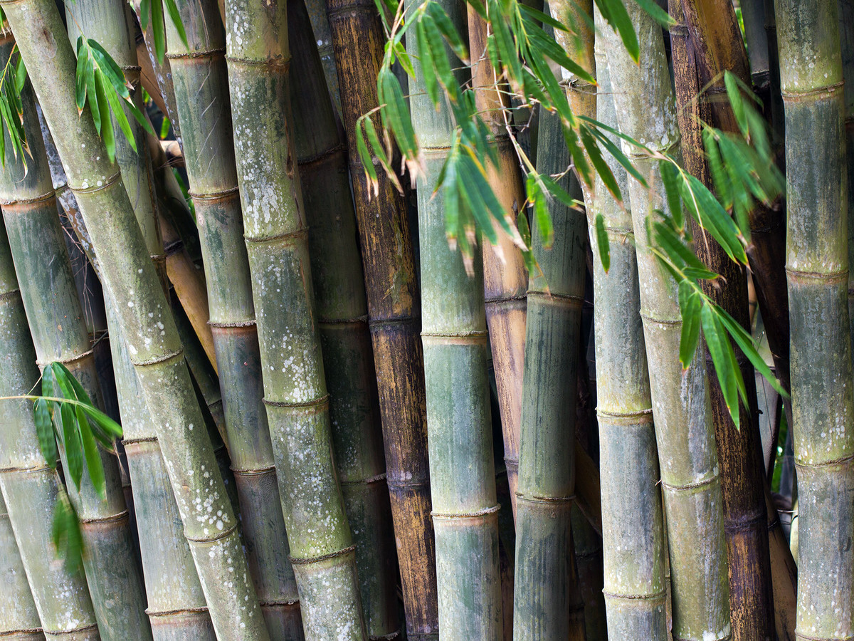 Luồng Phú Thọ (Dendrocalamus phuthoensis). Đây là loài tre đặc hữu của tỉnh Phú Thọ, có thân thẳng và dẻo dai, được sử dụng trong xây dựng và sản xuất đồ thủ công mỹ nghệ. Luồng Phú Thọ góp phần quan trọng trong kinh tế địa phương. Ảnh: Guadua Bamboo.