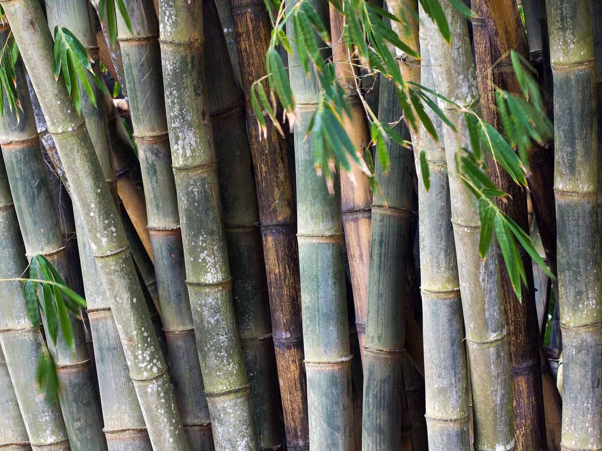 Luồng Phú Thọ (Dendrocalamus phuthoensis). Đây là loài tre đặc hữu của tỉnh Phú Thọ, có thân thẳng và dẻo dai, được sử dụng trong xây dựng và sản xuất đồ thủ công mỹ nghệ. Luồng Phú Thọ góp phần quan trọng trong kinh tế địa phương. Ảnh: Guadua Bamboo.