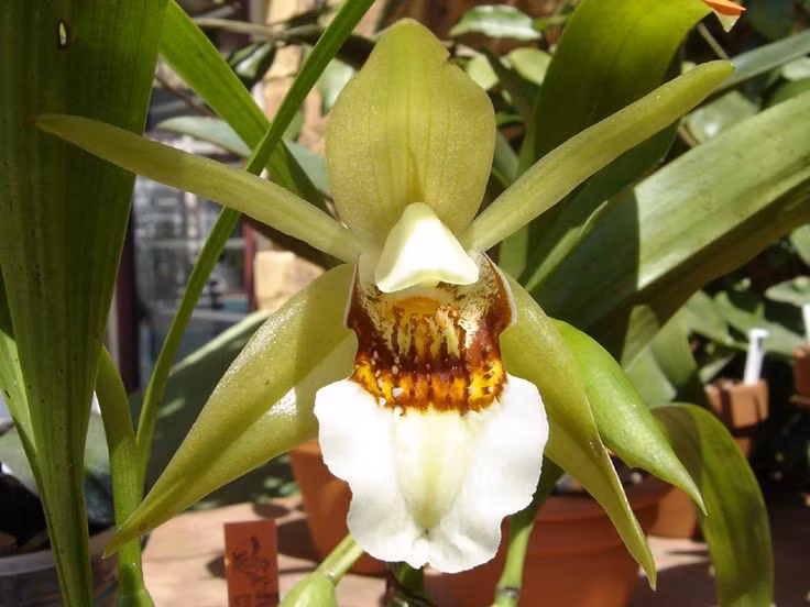  Lan hoàng hạc (Coelogyne lawrenceana). Phân bố ở các khu rừng nhiệt đới miền Trung Việt Nam, lan hoàng hạc có hoa màu vàng và hương thơm dịu nhẹ. Đây là loài lan được ưa chuộng trong việc trang trí và làm cây cảnh. Ảnh: Pinterest.