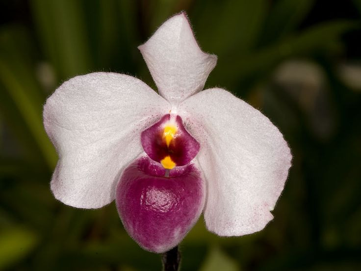  Lan hài đỏ (Paphiopedilum delenatii). Loài lan này được tìm thấy chủ yếu ở các tỉnh miền Trung Việt Nam. Với bầu hoa màu đỏ hồng đặc trưng và hình dáng độc đáo, lan hài đỏ được xem là một trong những loài lan quý hiếm và có giá trị cao trong thị trường hoa cảnh. Ảnh: Pinterest.