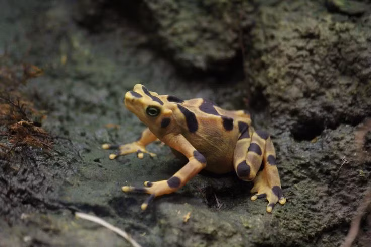 3. Chúng giao tiếp bằng cách vẫy chi. Không giống như nhiều loài lưỡng cư khác, ếch vàng Panama sử dụng cả âm thanh và cử chỉ để giao tiếp. Chúng vẫy chi để cảnh báo kẻ thù hoặc thu hút bạn tình trong môi trường ồn ào của rừng nhiệt đới. Ảnh: Pinterest.