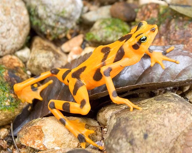  5. Con cái lớn hơn con đực. Giống nhiều loài ếch khác, con cái của ếch vàng Panama có kích thước lớn hơn con đực. Sự chênh lệch này giúp con cái bảo vệ trứng và nòng nọc tốt hơn trong môi trường khắc nghiệt. Ảnh: Pinterest.