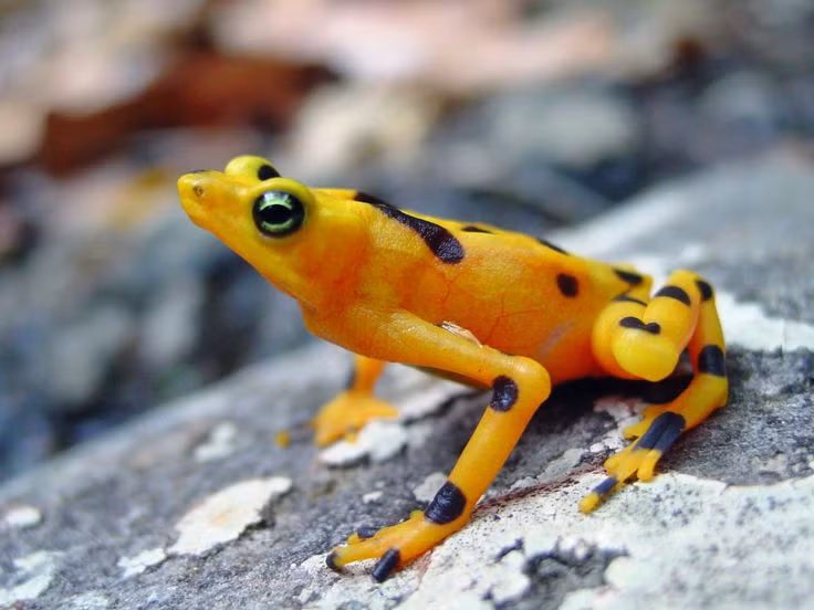  7. Loài này hiện đã tuyệt chủng trong tự nhiên. Ếch vàng Panama đã biến mất khỏi môi trường tự nhiên do nạn phá rừng, ô nhiễm và dịch bệnh chytridiomycosis. Hiện nay, chúng chỉ còn tồn tại trong các chương trình bảo tồn nuôi nhốt. Ảnh: Pinterest.