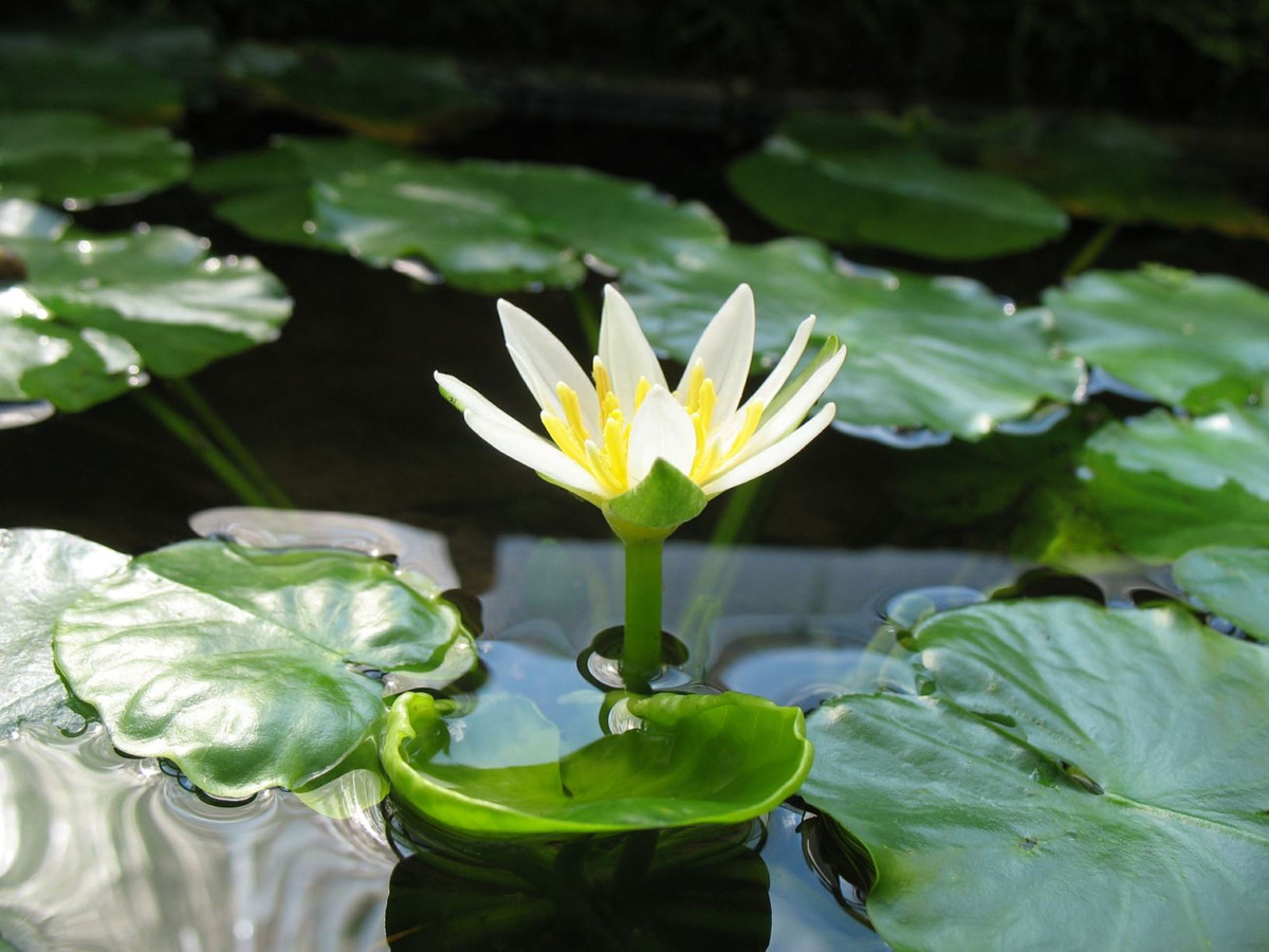  8. Một biểu tượng của sự bảo tồn thực vật. Nymphaea thermarum là một ví dụ điển hình cho nỗ lực bảo tồn thực vật trên thế giới. Sự tồn tại của loài hoa này phụ thuộc hoàn toàn vào con người, nhấn mạnh tầm quan trọng của việc bảo vệ đa dạng sinh học. Ảnh: gardenexplorer.uni-mainz.de.