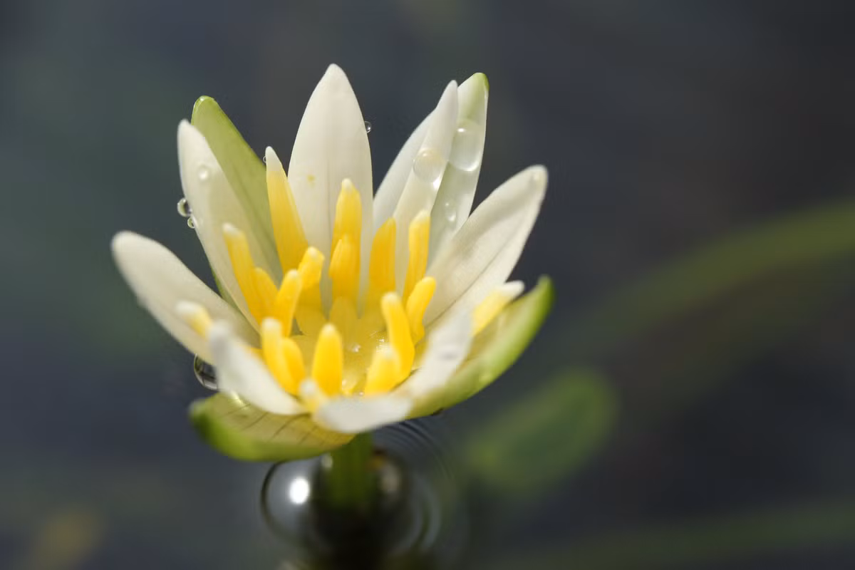  5. Hoa có tuổi thọ ngắn. Hoa của Nymphaea thermarum chỉ nở trong một thời gian rất ngắn, thường chỉ kéo dài từ sáng đến trưa rồi khép lại. Điều này làm tăng thêm sự quý giá của loài hoa này. Ảnh: inaturalist.