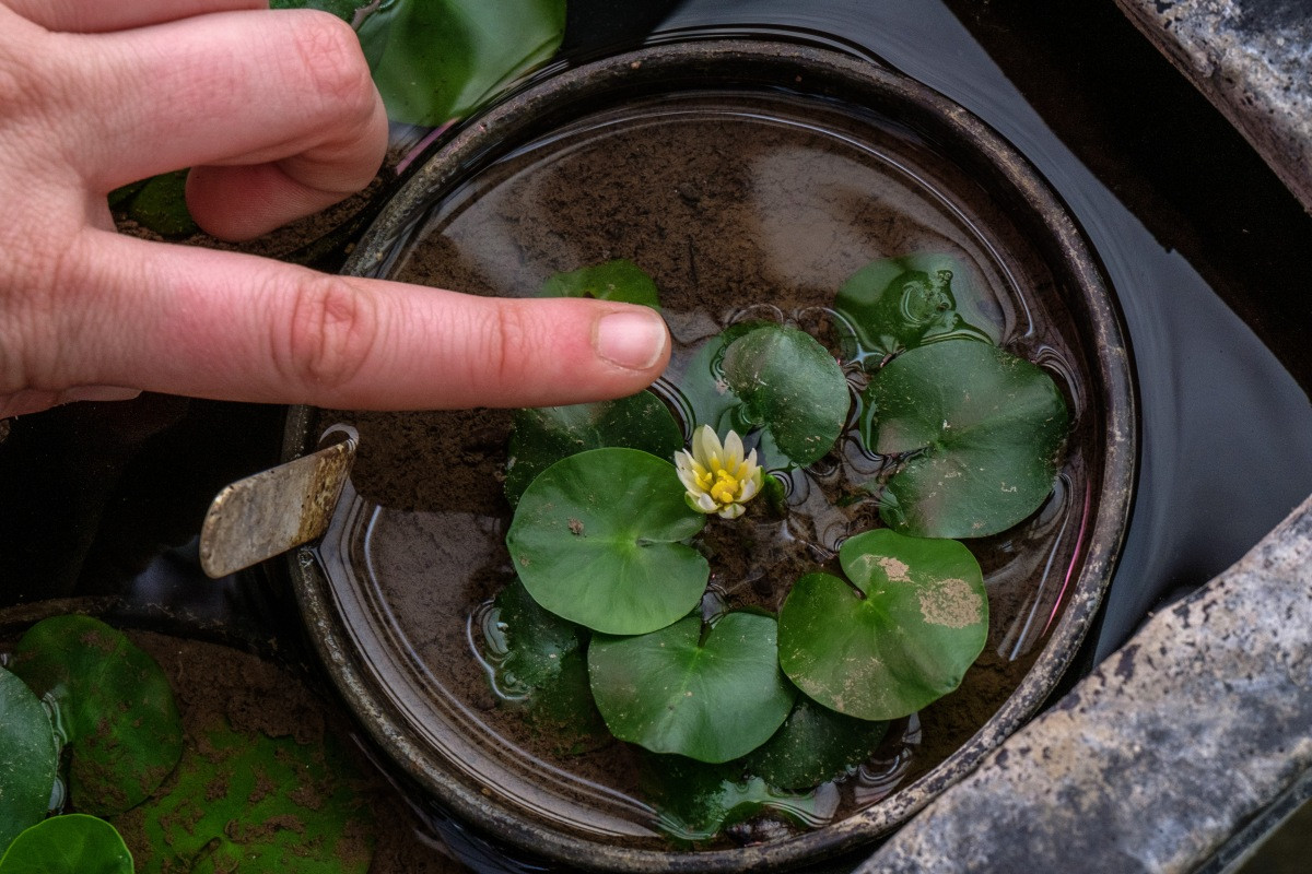  7. Đã từng bị đánh cắp. Năm 2014, một cây hoa súng ma thuật quý hiếm đã bị đánh cắp khỏi Vườn bách thảo Hoàng gia Kew. Đây là vụ trộm thực vật gây chấn động giới khoa học. Ảnh: floresorg.wordpress.com.