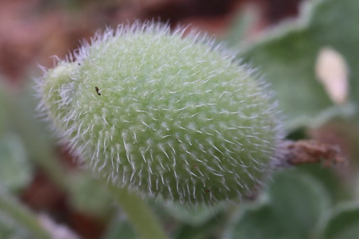  2. Cơ chế "nổ" của nó có thể bắn hạt xa tới 6 mét. Hạt của cây dưa chuột nổ có thể bị bắn ra xa tới 6 mét, giúp nó phát tán rộng hơn so với nhiều loài thực vật khác. Đây là một chiến lược sinh tồn hiệu quả trong tự nhiên. Ảnh: Pinterest.