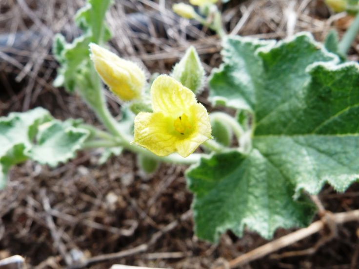  4. Nó thuộc họ Bầu bí. Ecballium elaterium thuộc họ Cucurbitaceae, cùng họ với các loại cây quen thuộc như dưa hấu, bí đỏ và dưa leo. Tuy nhiên, khác với những loài này, quả của nó không ăn được mà còn có độc tính. Ảnh: Pinterest.