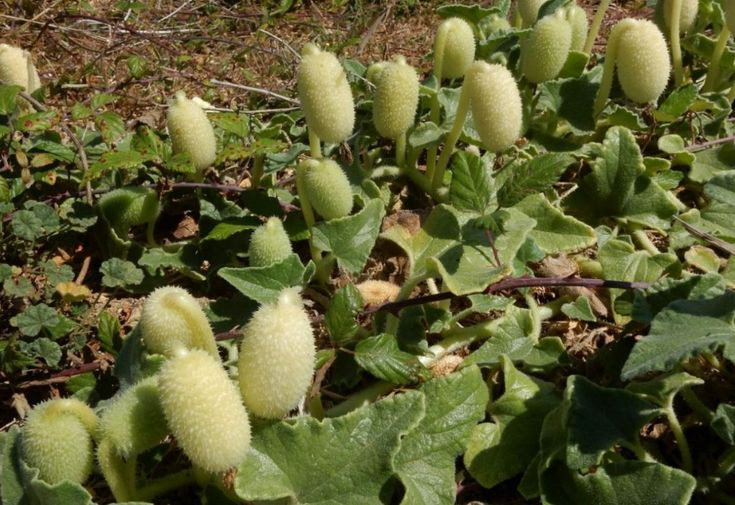  1. Có khả năng "nổ tung" để phát tán hạt. Khi quả dưa chuột nổ chín, một áp suất lớn tích tụ bên trong và khiến quả vỡ tung, bắn hạt đi xa với tốc độ cao. Đây là một trong những phương thức phát tán hạt ấn tượng nhất trong thế giới thực vật. Ảnh: Pinterest.