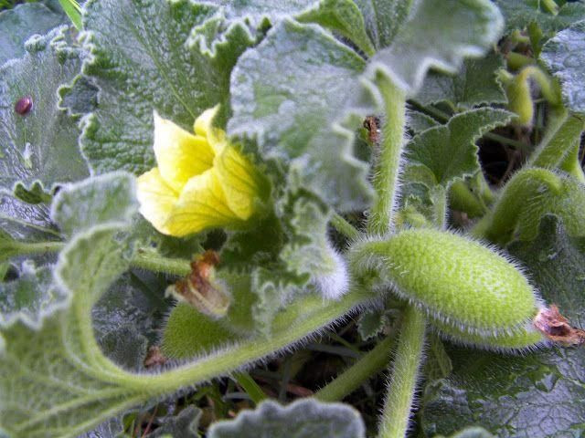  6. Nó từng được sử dụng trong y học cổ truyền. Trong y học cổ truyền, dịch chiết từ cây dưa chuột nổ từng được dùng để điều trị các bệnh liên quan đến đường hô hấp và tiêu hóa. Tuy nhiên, do có độc tính, việc sử dụng nó cần hết sức thận trọng. Ảnh: Pinterest.