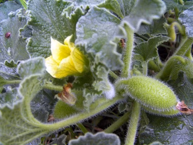  6. Nó từng được sử dụng trong y học cổ truyền. Trong y học cổ truyền, dịch chiết từ cây dưa chuột nổ từng được dùng để điều trị các bệnh liên quan đến đường hô hấp và tiêu hóa. Tuy nhiên, do có độc tính, việc sử dụng nó cần hết sức thận trọng. Ảnh: Pinterest.