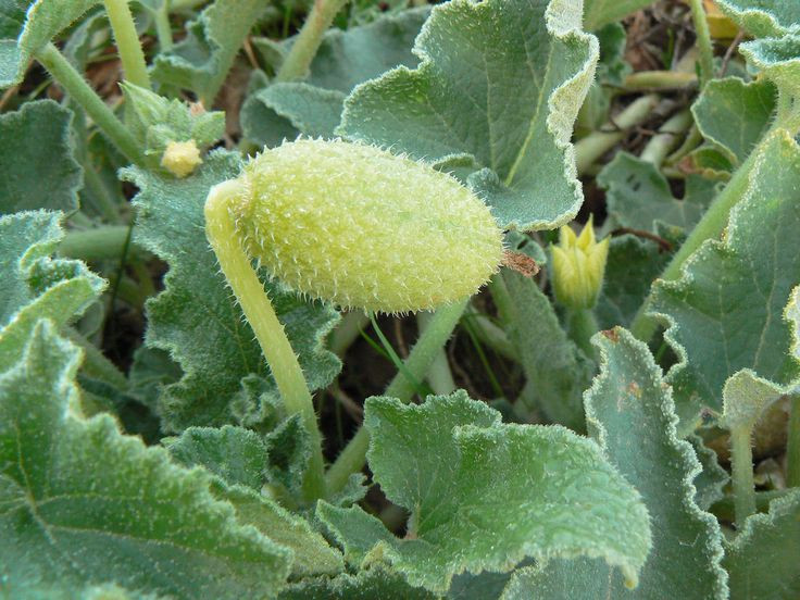  5. Nhựa của nó có thể gây kích ứng da. Nhựa cây dưa chuột nổ chứa các hợp chất có thể gây kích ứng da, đặc biệt là khi tiếp xúc trực tiếp. Ở một số trường hợp, nó có thể gây viêm da hoặc phản ứng dị ứng nhẹ. Ảnh: Pinterest.