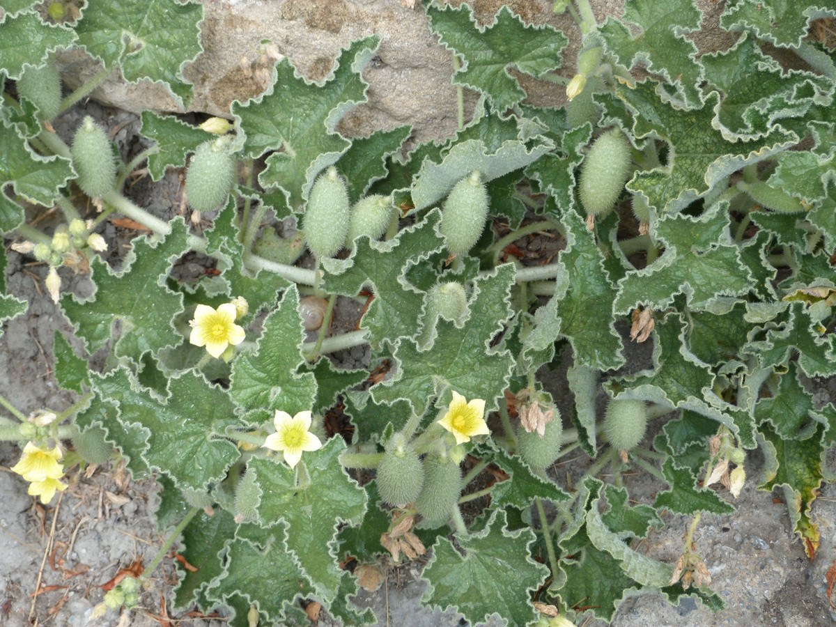  3. Nó có nguồn gốc từ khu vực Địa Trung Hải. Cây dưa chuột nổ chủ yếu mọc hoang ở vùng Địa Trung Hải, bao gồm các nước như Tây Ban Nha, Ý, Hy Lạp và Thổ Nhĩ Kỳ. Nó thường sinh trưởng ở những nơi khô cằn, đất đá và ven đường. Ảnh: Pinterest.