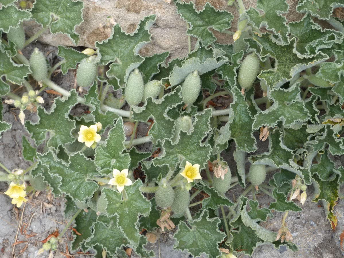  3. Nó có nguồn gốc từ khu vực Địa Trung Hải. Cây dưa chuột nổ chủ yếu mọc hoang ở vùng Địa Trung Hải, bao gồm các nước như Tây Ban Nha, Ý, Hy Lạp và Thổ Nhĩ Kỳ. Nó thường sinh trưởng ở những nơi khô cằn, đất đá và ven đường. Ảnh: Pinterest.